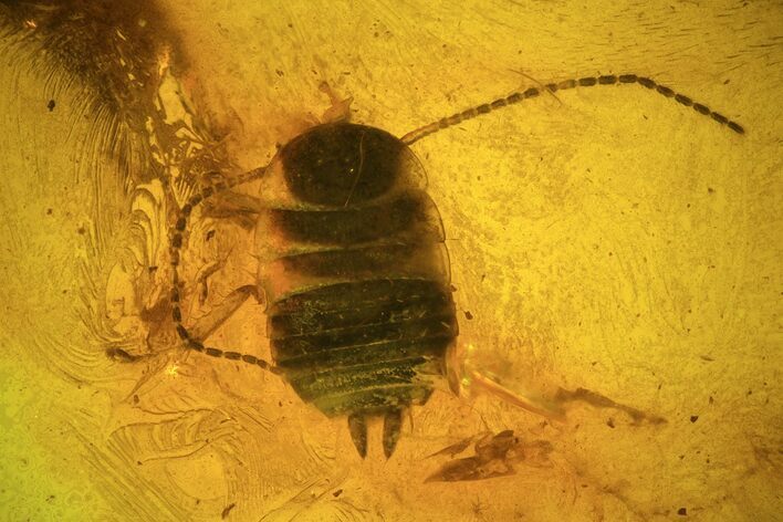 Fossil Cockroach (Blattoidea) Larva In Baltic Amber #81766